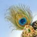 b-pfeather.jpg (2065 bytes)